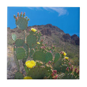 USA, Arizona. Cactus In The Hills Tile