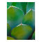 USA, Arizona. Close-Up Of Succulent Plant