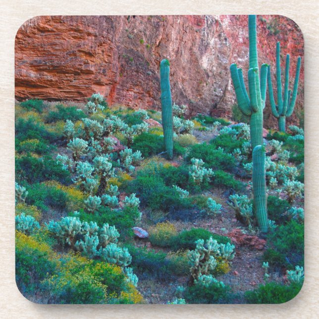 USA, Arizona. Desert Flora Beverage Coaster (Front)