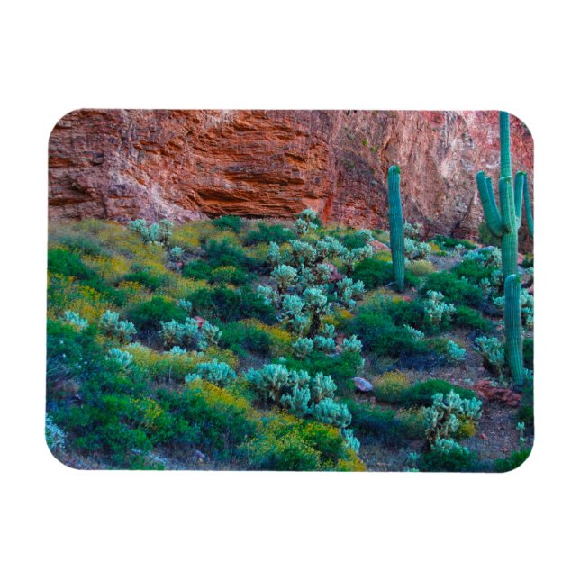 USA, Arizona. Desert Flora Magnet (Horizontal)
