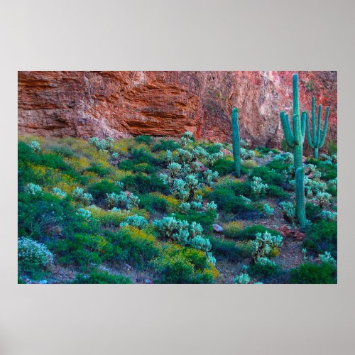 USA Arizona Desert Flora Poster