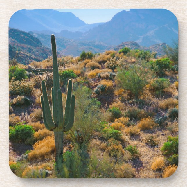 USA, Arizona. Desert View Drink Coaster (Front)