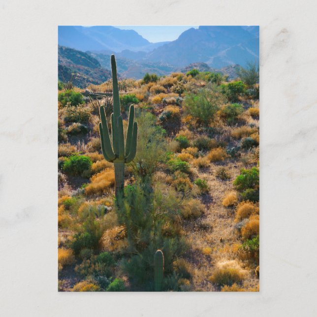 USA, Arizona. Desert View Postcard (Front)