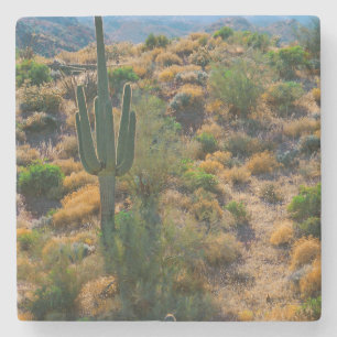USA, Arizona. Desert View Stone Coaster