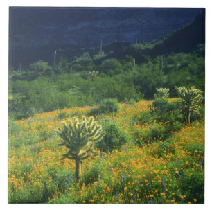 USA, Arizona, Organ Pipe Cactus National Ceramic Tile