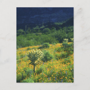 USA, Arizona, Organ Pipe Cactus National Postcard