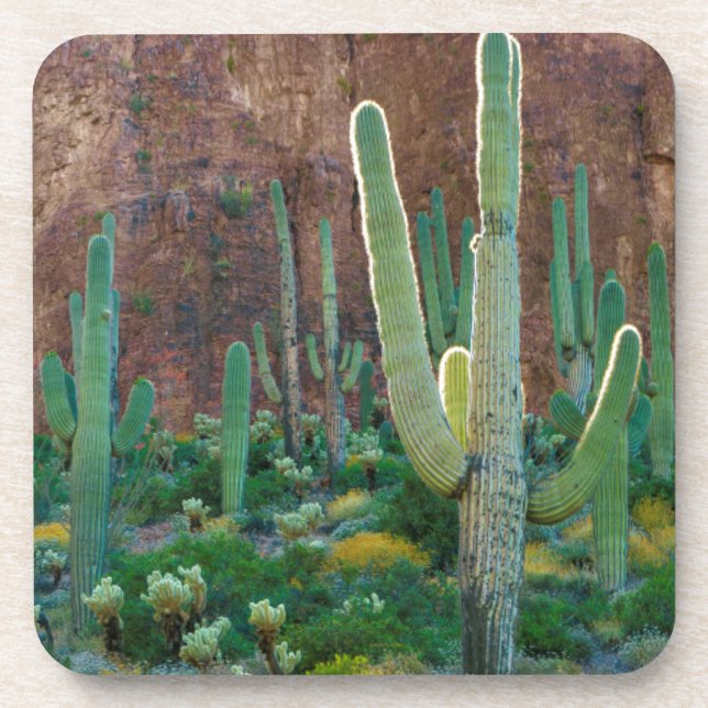 USA, Arizona. Saguaro Cactus Field By A Cliff Beverage Coaster (Front)