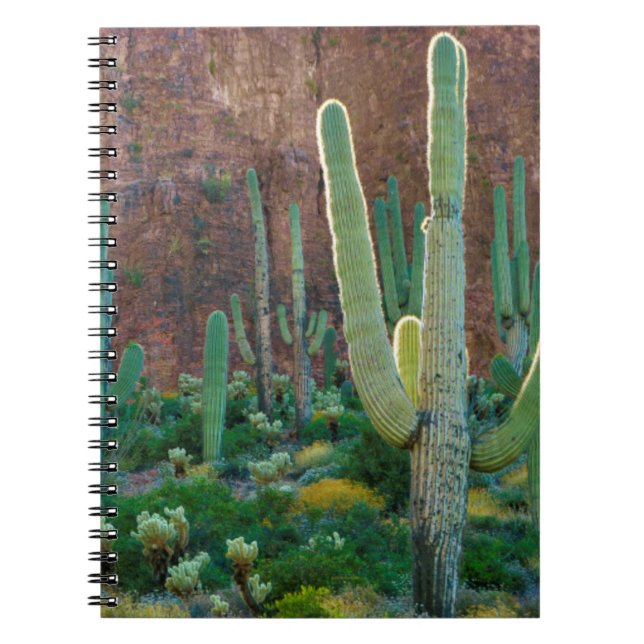 USA, Arizona. Saguaro Cactus Field By A Cliff Notebook (Front)