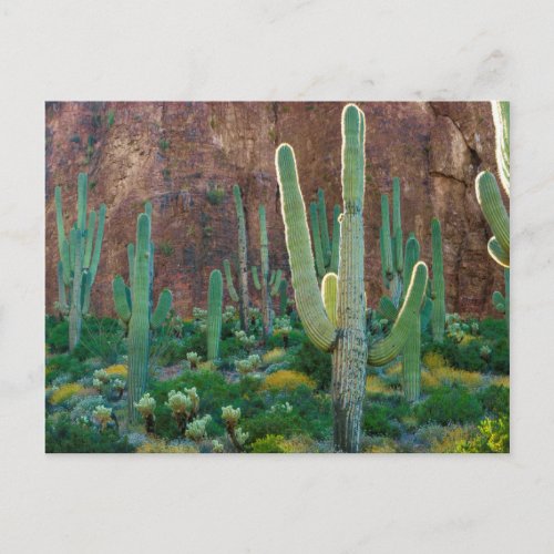 USA Arizona Saguaro Cactus Field By A Cliff Postcard