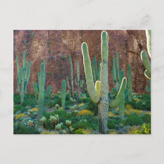USA, Arizona. Saguaro Cactus Field By A Cliff Postcard (Front)