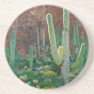 USA, Arizona. Saguaro Cactus Field By A Cliff Sandstone Coaster