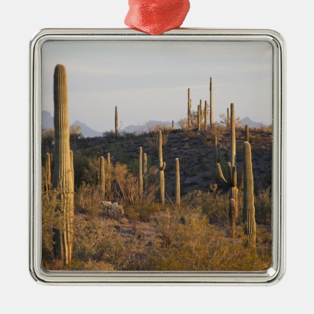 USA, Arizona, Sonoran Desert, Ajo, Ajo 2 Metal Ornament (Front)