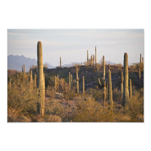 USA, Arizona, Sonoran Desert, Ajo, Ajo 2 Photo Print (Front)
