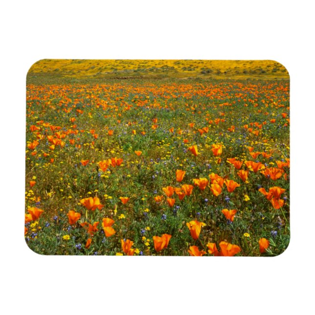 USA, California, Antelope Valley California Magnet (Horizontal)