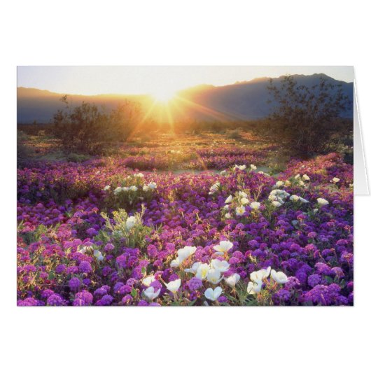 USA, California, Anza-Borrego Desert State Park. 2 (Front Horizontal)