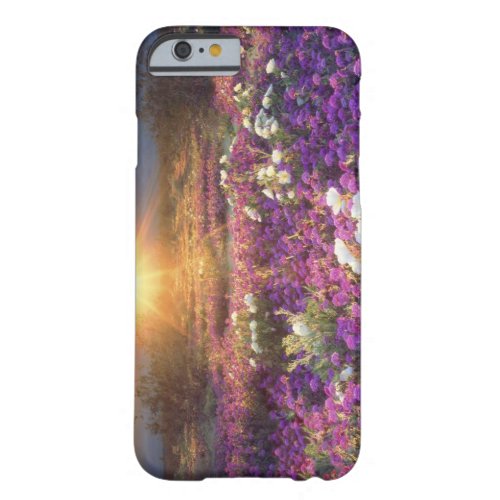 USA California Anza_Borrego Desert State Park 2 Barely There iPhone 6 Case