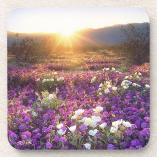 USA California Anza_Borrego Desert State Park 2 Coaster