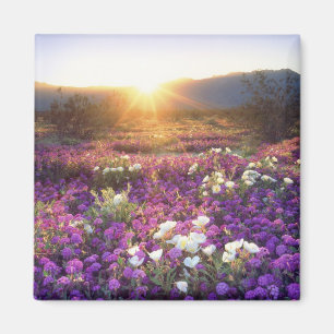 USA, California, Anza-Borrego Desert State Park. 2 Magnet