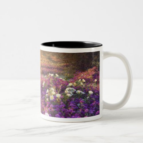 USA California Anza_Borrego Desert State Park 2 Two_Tone Coffee Mug