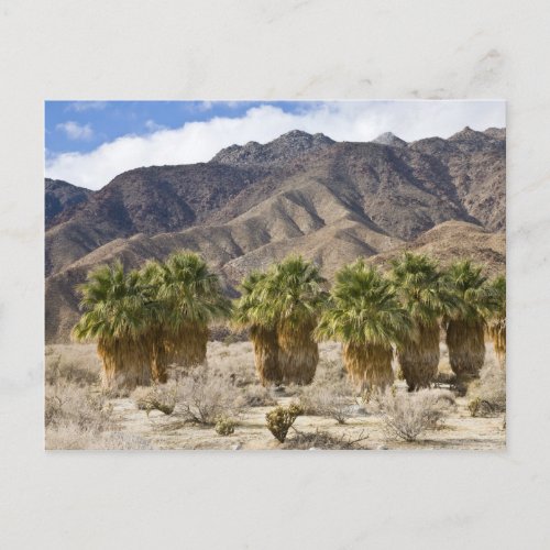 USA California Anza_Borrego Desert State Park Postcard