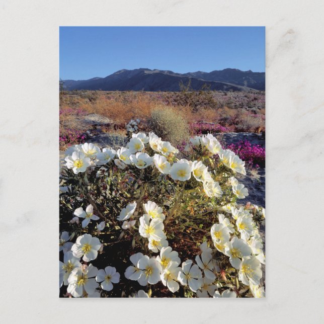 USA, California, Anza-Borrego DSP. Dune evening 2 Postcard (Front)