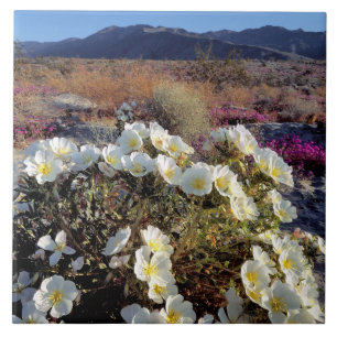 USA, California, Anza-Borrego DSP. Dune evening 2 Tile