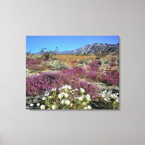 USA California Anza_Borrego DSP Dune evening Canvas Print