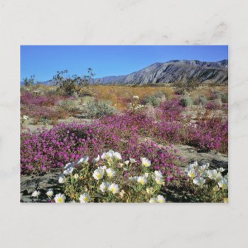 Usa  California  Anza-borrego Dsp. Dune Evening Postcard by OneWithNature at Zazzle