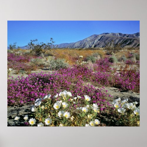 USA California Anza_Borrego DSP Dune evening Poster