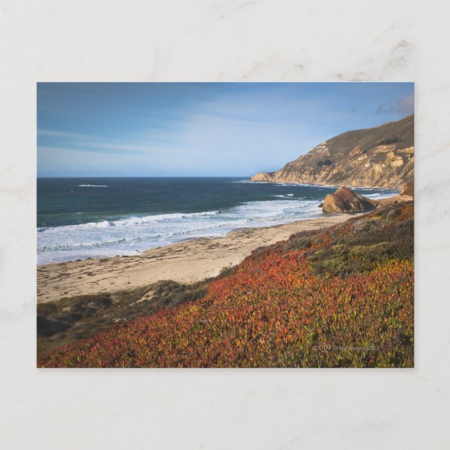 USA, California, Big Sur, Red plants by beach Postcard (Front)