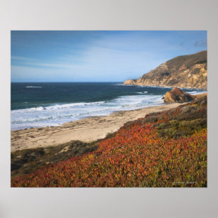 USA, California, Big Sur, Red plants by beach Poster