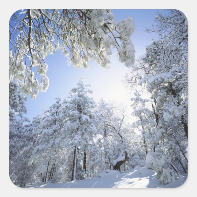 USA, California, Cleveland National Forest, Square Sticker (Front)