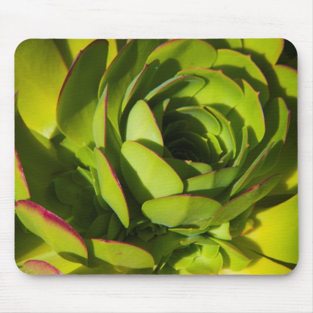 USA, California. Giant Lobelia Plant Close Up Mouse Pad (Front)
