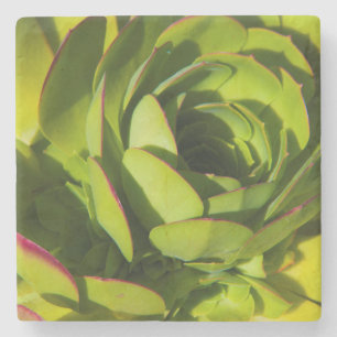 USA, California. Giant Lobelia Plant Close Up Stone Coaster