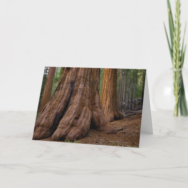 USA, California, Giant Sequoia tree Card (Front)