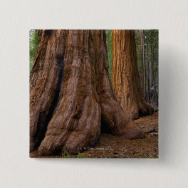 USA, California, Giant Sequoia tree Pinback Button