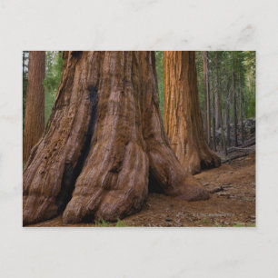 USA, California, Giant Sequoia tree Postcard