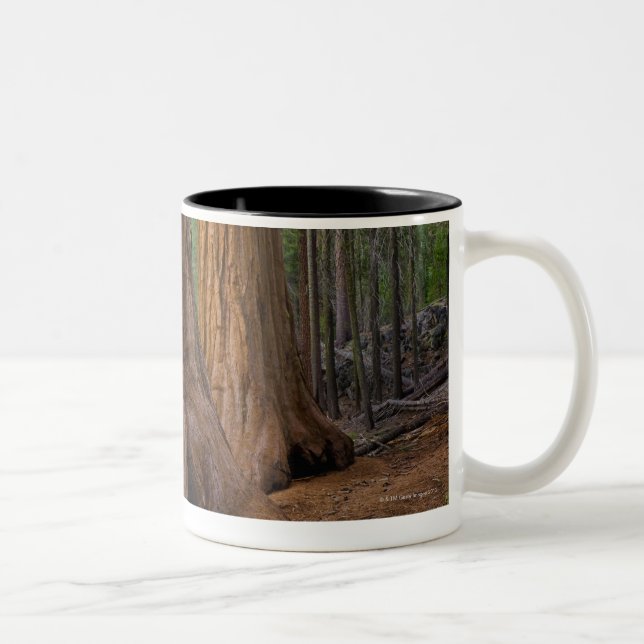 USA, California, Giant Sequoia tree Two-Tone Coffee Mug (Right)