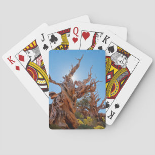 USA, California, Inyo National Forest 10 Poker Cards