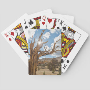 USA, California, Inyo National Forest 6 Poker Cards