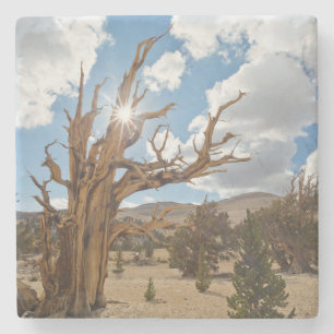USA, California, Inyo National Forest 6 Stone Coaster