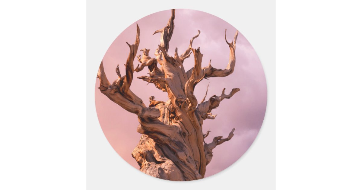 USA, California, Inyo National Forest 9 Classic Round Sticker | Zazzle