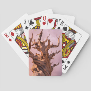 USA, California, Inyo National Forest 9 Poker Cards