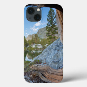 USA, California, Inyo National Forest. Old Pine iPhone 13 Case