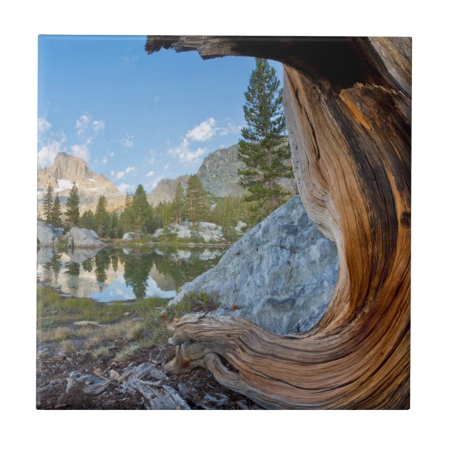 USA, California, Inyo National Forest. Old Pine Tile (Front)