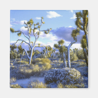 USA, California, Joshua Tree National Park. 2 Magnet