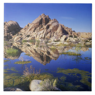 USA, California, Joshua Tree National Park, Ceramic Tile