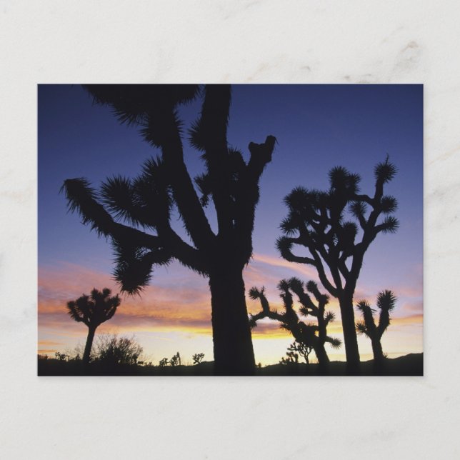 USA, California, Joshua Tree National Park, Postcard (Front)