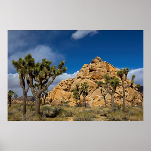 USA California Joshua Tree National Park Poster