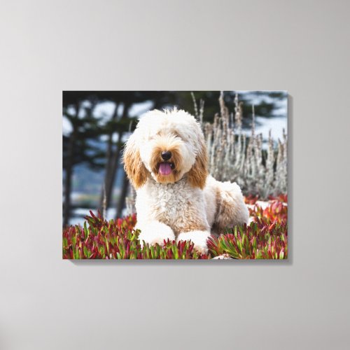 USA California Labradoodle Lying In Ice Plant Canvas Print